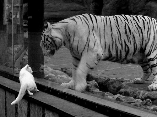 AIYOUXI.COM-斯洛伐克女篮在欧洲预赛中表现优异，期待奥运资格到手，斯洛伐克女子篮球锦标赛