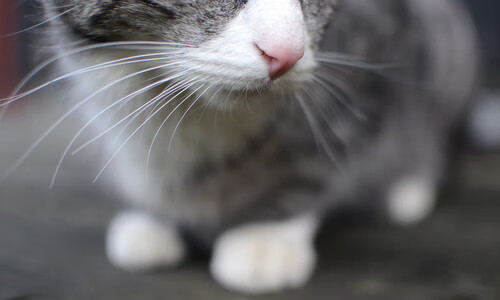 独行侠核心球员接受专访谈团队变化,独行侠球员最新名单