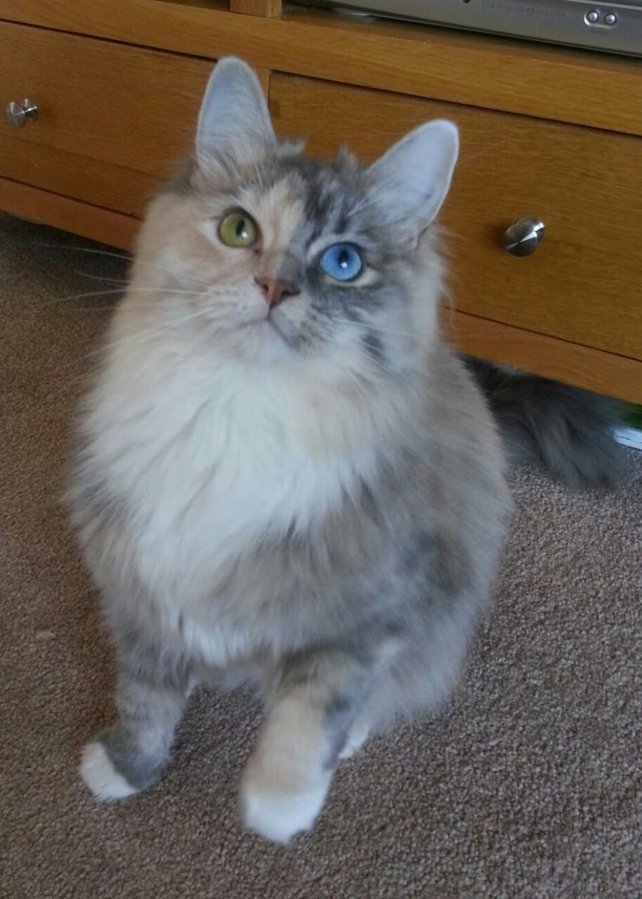 爱游戏综合娱乐-Saito 指挥若定带领攻防有序，指挥若定指的是哪个生肖